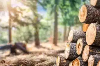Выбор древесины для строительства